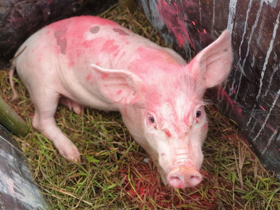 Cười vỡ bụng với màn đua lợn có 1-0-2 tại Ba Vì-6