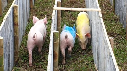 Cười 'vỡ bụng' với màn đua lợn có 1-0-2 tại Ba Vì