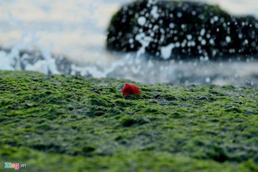 Đầu xuân rủ nhau check-in bãi rêu tuyệt đẹp ở Nha Trang-6