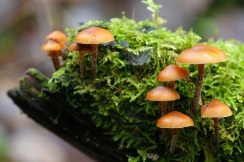 Đồ ăn sống nguy hại khôn lường như thế nào?-10