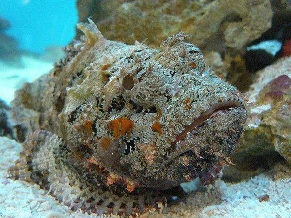 Món ăn gây thương nhớ khi đến vùng đất hoa vàng trên cỏ xanh-3