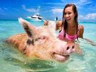 Du lịch Bahamas tăng trưởng thần kỳ nhờ… lợn