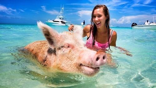 Du lịch Bahamas tăng trưởng thần kỳ nhờ… lợn-1