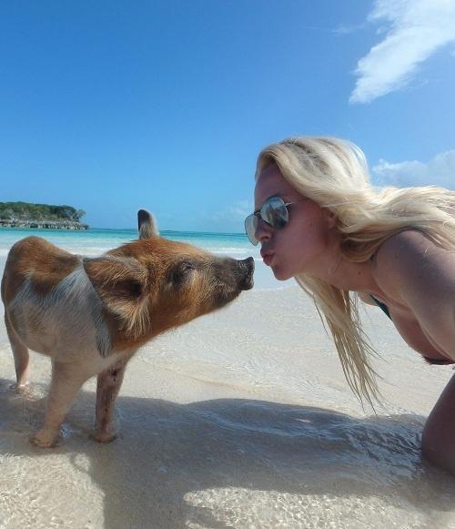 Du lịch Bahamas tăng trưởng thần kỳ nhờ… lợn-2