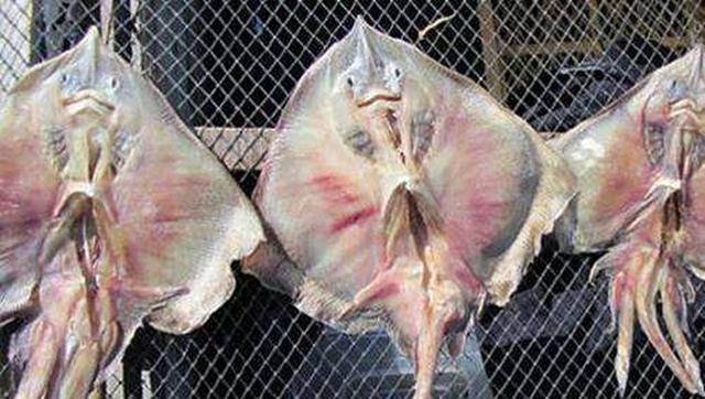 4 loài động vật lên men thối nhất thế giới nhưng tất cả đều được ăn ngon lành-4