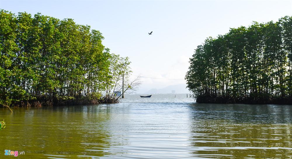 Cồn Chim - đảo ngọc sinh thái tuyệt mỹ bên phố biển Quy Nhơn-5