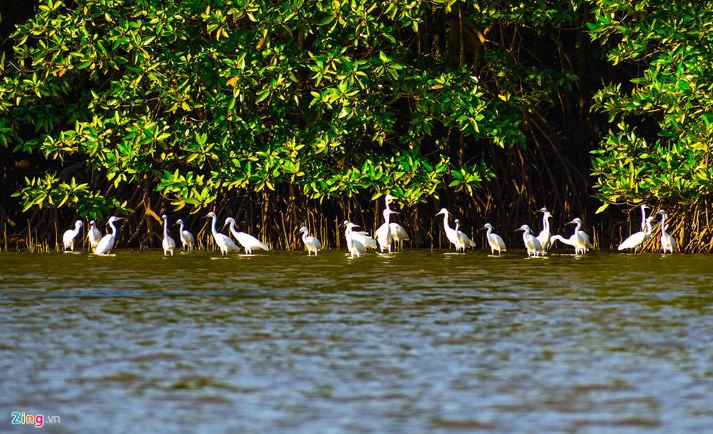 Cồn Chim - đảo ngọc sinh thái tuyệt mỹ bên phố biển Quy Nhơn-6