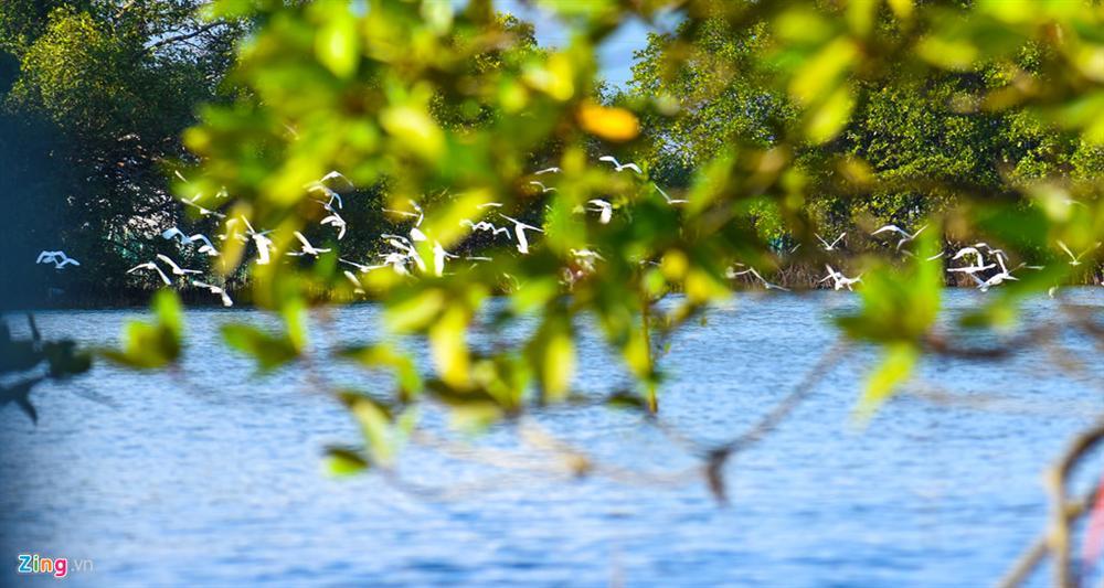 Cồn Chim - đảo ngọc sinh thái tuyệt mỹ bên phố biển Quy Nhơn-7