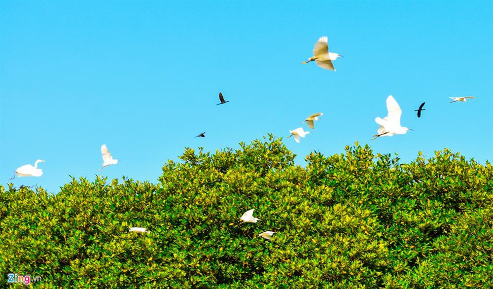 Cồn Chim - đảo ngọc sinh thái tuyệt mỹ bên phố biển Quy Nhơn-10