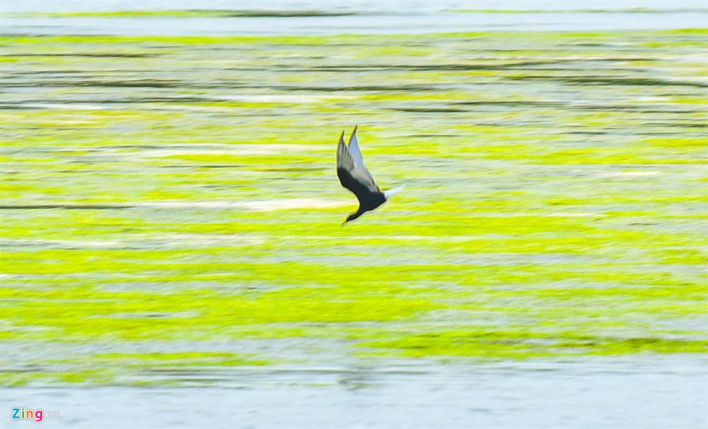 Cồn Chim - đảo ngọc sinh thái tuyệt mỹ bên phố biển Quy Nhơn-8