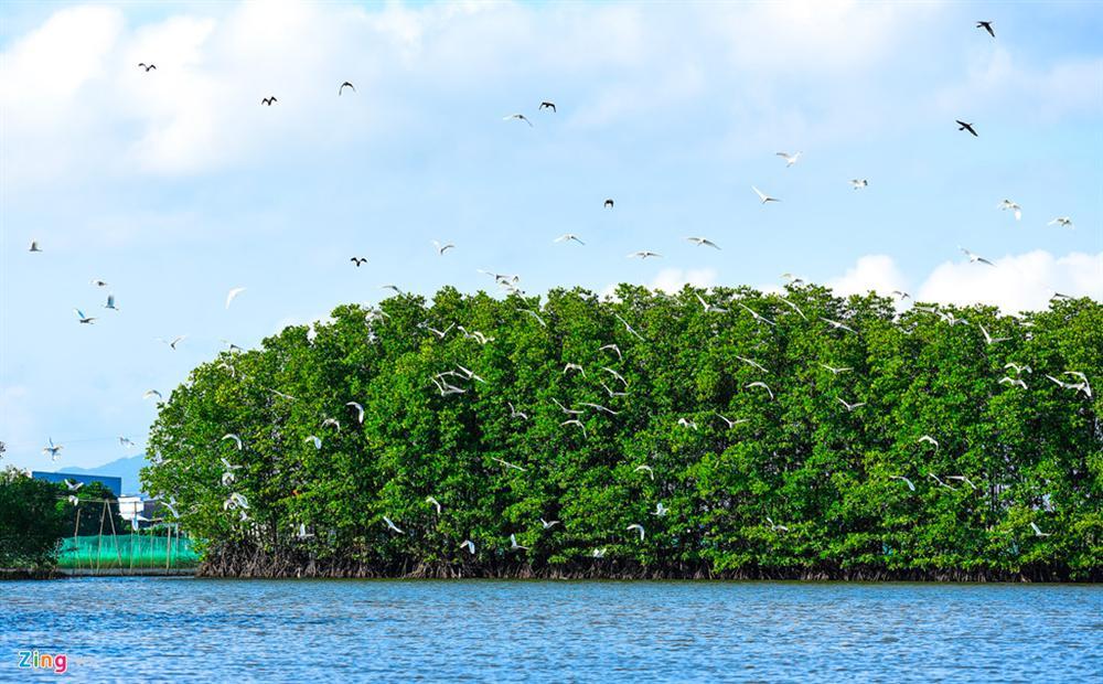 Cồn Chim - đảo ngọc sinh thái tuyệt mỹ bên phố biển Quy Nhơn-9