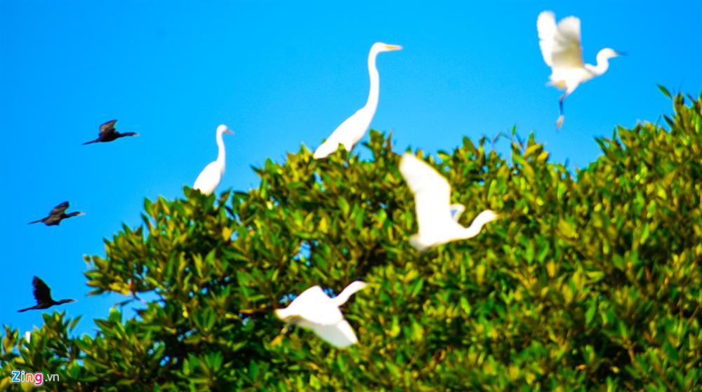 Cồn Chim - đảo ngọc sinh thái tuyệt mỹ bên phố biển Quy Nhơn-11