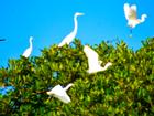 Cồn Chim - đảo ngọc sinh thái tuyệt mỹ bên phố biển Quy Nhơn