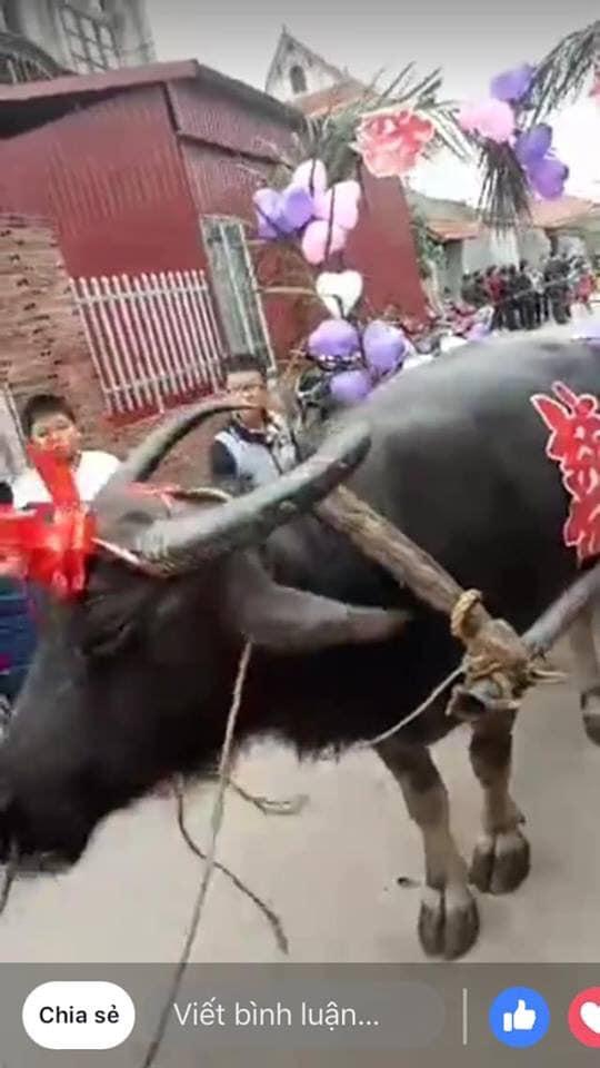 Rước dâu bằng siêu xe xưa rồi, giờ phải dùng xe trâu vừa siêu tiết kiệm lại cực hot-1