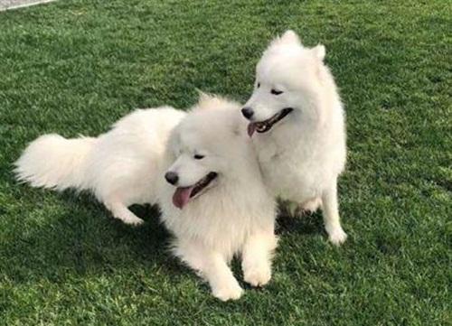 Hẹn hò trên mạng, chàng trai ngậm ngùi vì thất bại nhưng chó cưng lại nên duyên-2