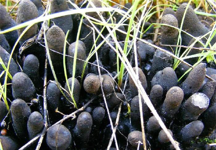 Loại nấm giống như ngón tay người, cực độc không ai dám đụng vào-3