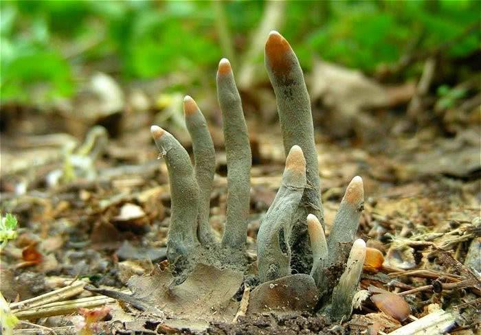Loại nấm giống như ngón tay người, cực độc không ai dám đụng vào-4