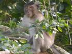 Bắn hạ khỉ cắn rách bắp chân trẻ 6 tuổi ở Sóc Trăng