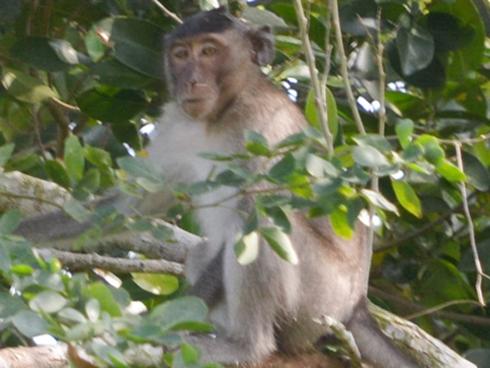 Bắn hạ khỉ cắn rách bắp chân trẻ 6 tuổi ở Sóc Trăng