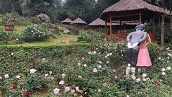 Du xuân ở vườn hồng lớn nhất Việt Nam