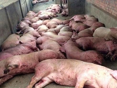 Hưng Yên lập 170 chốt kiểm dịch để ngăn dịch tả lợn châu Phi-2