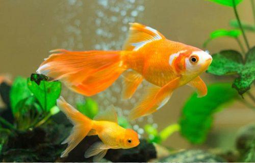 5 điều CẤM QUÊN khi nuôi cá hợp mệnh để hút tiền vào như nước, phú quý ngập nhà-1