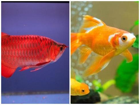 5 điều CẤM QUÊN khi nuôi cá hợp mệnh để hút tiền vào như nước, phú quý ngập nhà