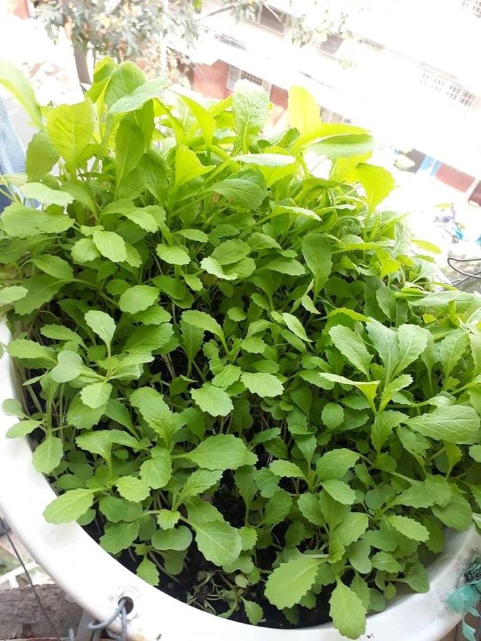 Cười bò kiểu giảm cân một bát cơm với rau, dân mạng kêu ăn thế này chẳng mấy... mà lăn-1