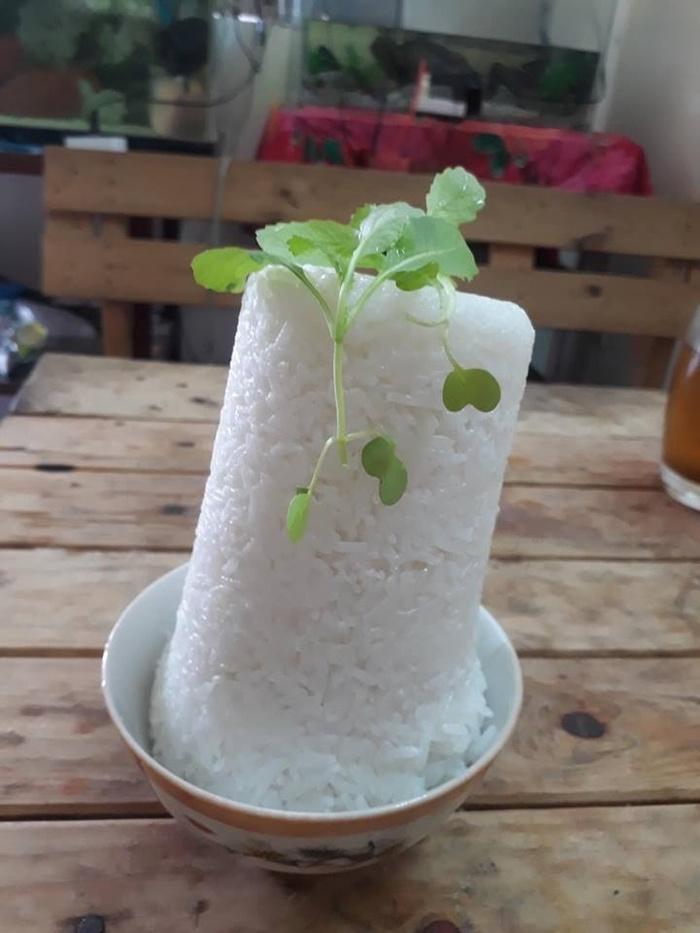 Cười bò kiểu giảm cân một bát cơm với rau, dân mạng kêu ăn thế này chẳng mấy... mà lăn-2