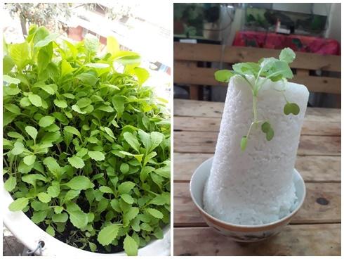 Cười bò kiểu giảm cân 'một bát cơm với rau', dân mạng kêu ăn thế này chẳng mấy... mà lăn