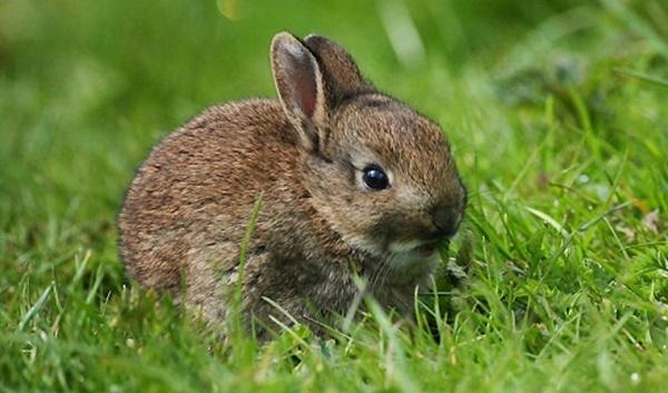 Thấy 4 con vật này tự nhiên vào nhà, bạn sẽ vô cùng MAY MẮN, tiền cuốn về nhà, tài lộc viên mãn-2