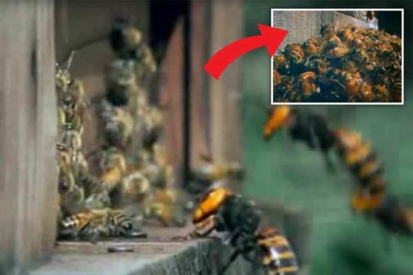 Thấy 4 con vật này tự nhiên vào nhà, bạn sẽ vô cùng MAY MẮN, tiền cuốn về nhà, tài lộc viên mãn-3