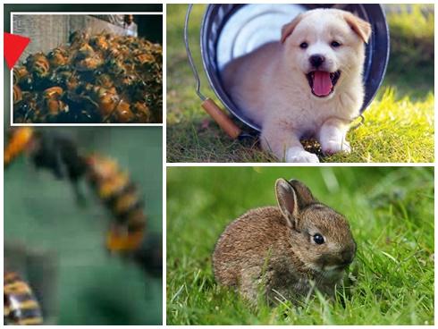 3 con giáp vận xui đeo bám, tiền mất tật mang trong tháng 3/2019-4