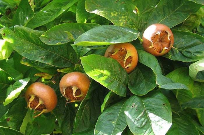 Loại quả chỉ có thể ăn sau khi đã thối rữa nhưng mang lại lợi ích thần kỳ-1