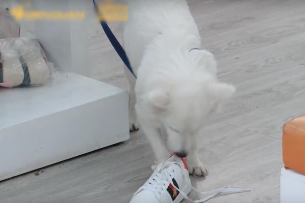 Đã nghèo mà còn học làm sang, Diệu Nhi đi mua giày hiệu trong khi chỉ có 12 nghìn trong túi-4