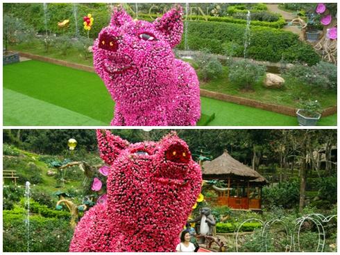 Ngắm chú lợn khổng lồ kết từ hơn vạn bông hồng tươi ở Ba Vì