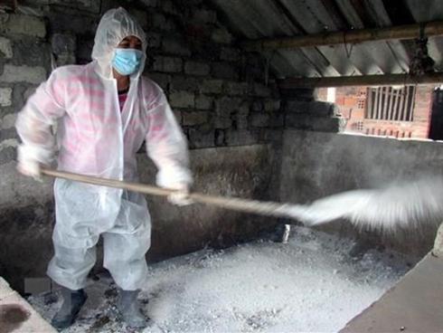 Thừa Thiên - Huế: Hơn 80 con lợn chết tím tái, bốc mùi trước khi vào lò mổ-2