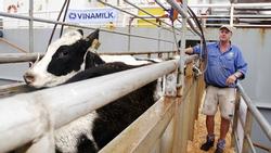 Vinamilk nhập thêm hơn 1.600 bò sữa HF và A2 từ Mỹ