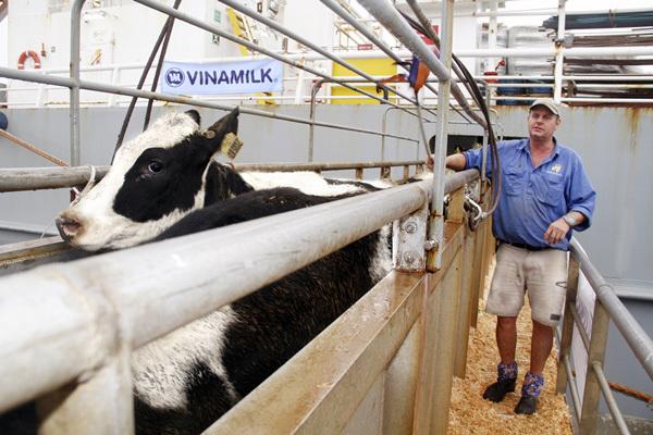 Vinamilk nhập thêm hơn 1.600 bò sữa HF và A2 từ Mỹ-1