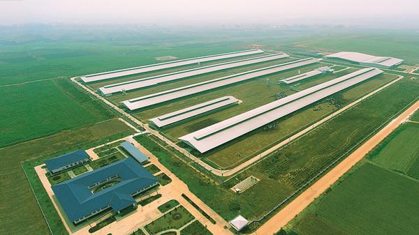 Vinamilk nhập thêm hơn 1.600 bò sữa HF và A2 từ Mỹ-4