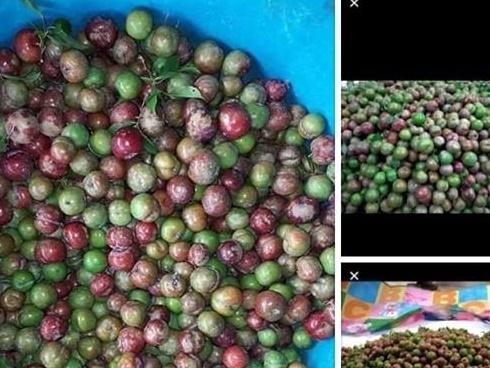 Chưa vào mùa mận nhưng mạng xã hội đã có người rao bán, chị em choáng khi nhìn mức giá