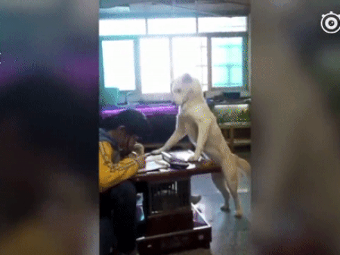 Góc mất phanh: Chú chó tí tởn đùa nghịch cùng mèo hất đổ cả mâm cơm ngon lành của chủ-1