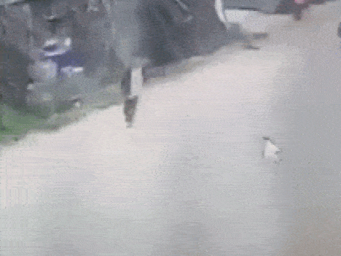 GÓC THẦN CHẾT NGỦ QUÊN: Hú hồn nhìn bé trai bị xe khách đâm trúng, 5 giây cuối đứng dậy đi như thường-1