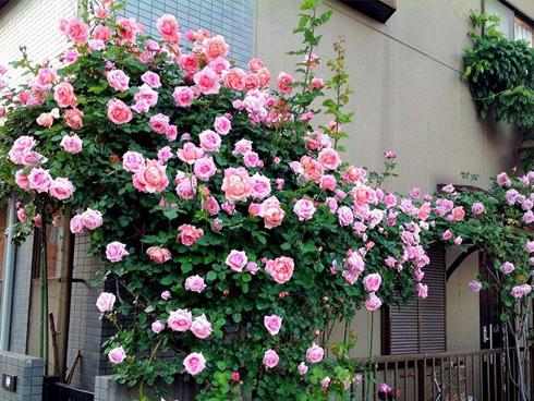 Khu vườn 'đẹp như cổ tích' của nữ Việt kiều ở Hungary