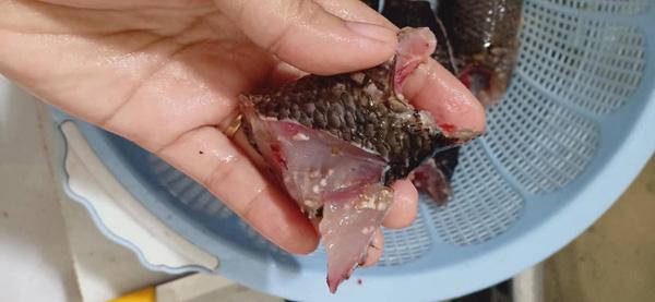 CLIP KINH HÃI: Trong khi sán lợn vẫn còn ám ảnh, lại thấy sán lá ngo ngoe chui ra từ miếng cá-1