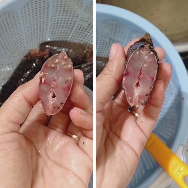 CLIP KINH HÃI: Trong khi sán lợn vẫn còn ám ảnh, lại thấy sán lá ngo ngoe chui ra từ miếng cá-2