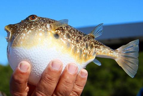 Cá thối, thịt ếch và những món ăn tiềm ẩn nguy cơ chết người-3