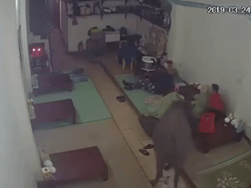 CLIP HY HỮU: Giữa thủ đô Hà Nội, cả nhà đang ngủ bị trâu vào húc từng người rồi lại ra đường... chơi tiếp-1