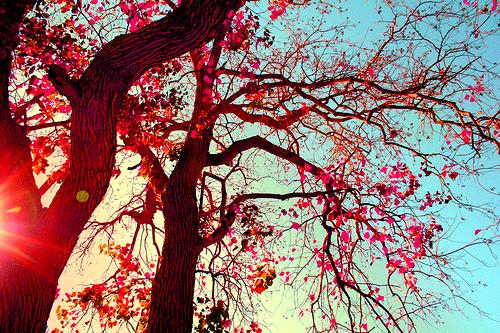 Tử vi thứ Tư ngày 27/3/2019 của 12 con giáp: Dần dễ vướng tai bay vạ gió, vận đào hoa ngập lối Thìn về-2