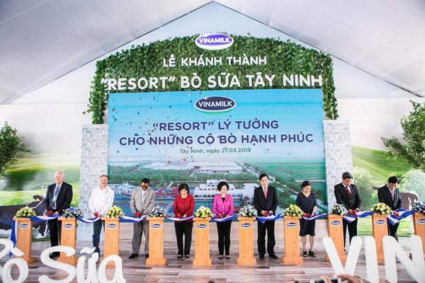 Resort đặc biệt của bò sữa ở Tây Ninh-1